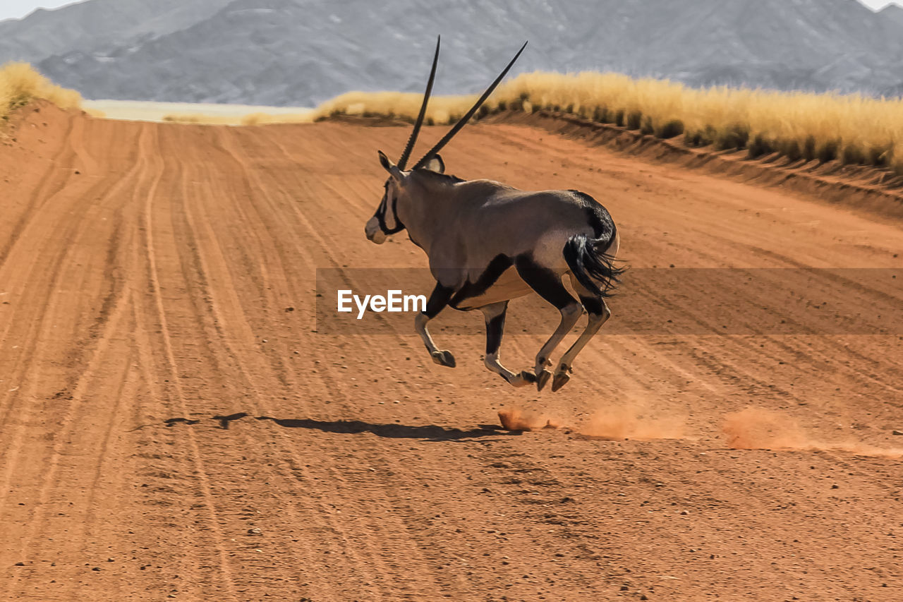 Antelope on sand