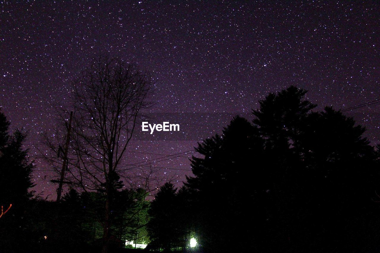 LOW ANGLE VIEW OF TREES AGAINST STAR FIELD AT NIGHT