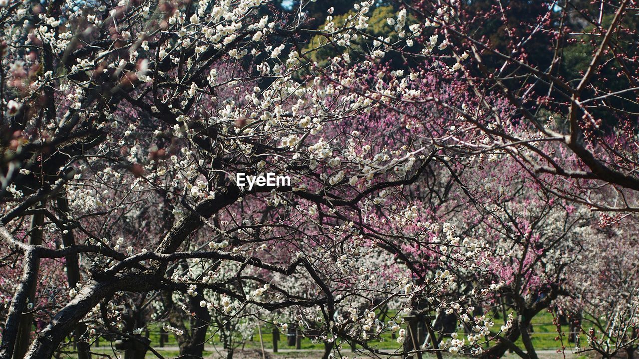 Low angle view of flowers growing on tree