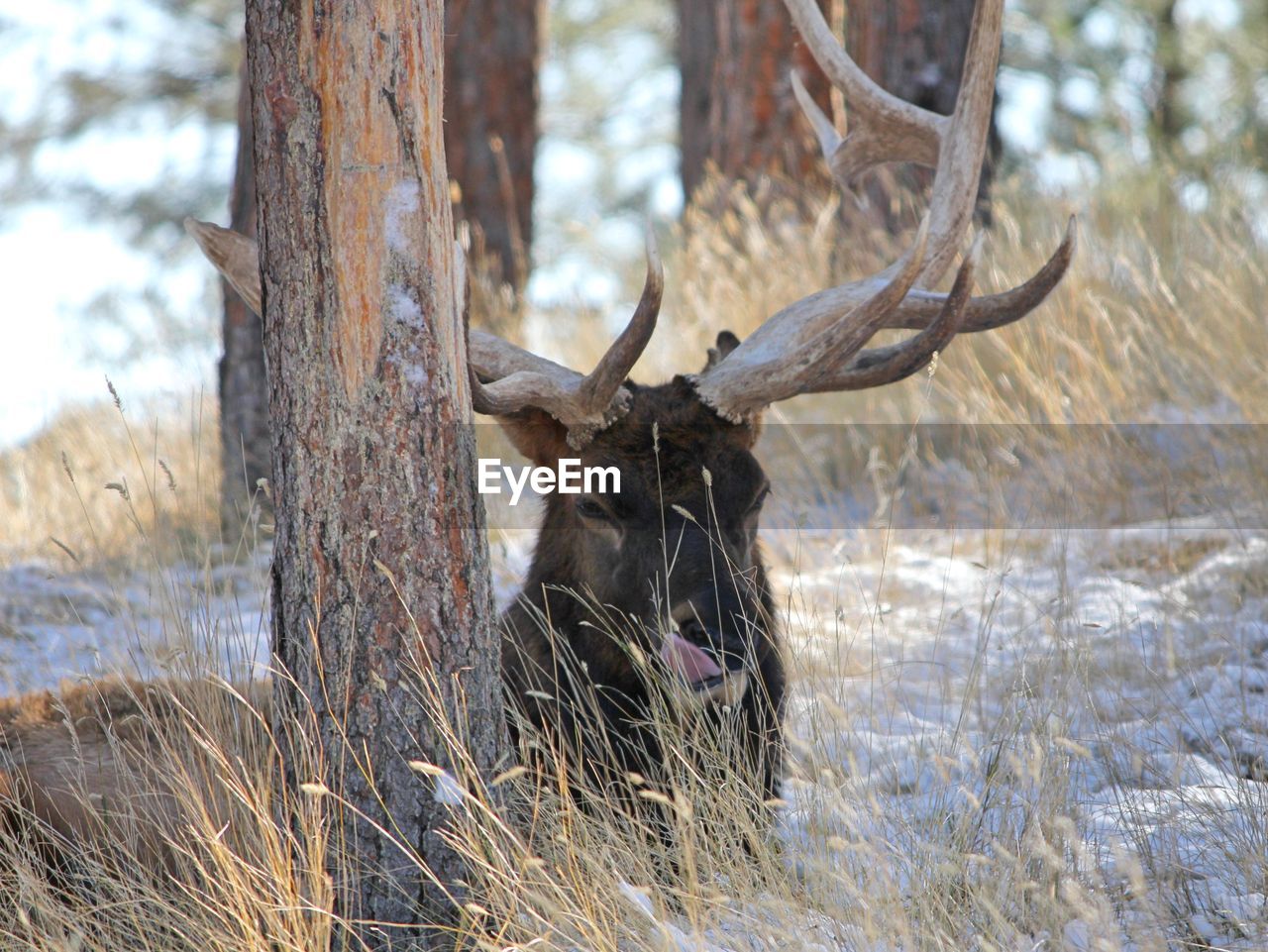 Elk sitting in field