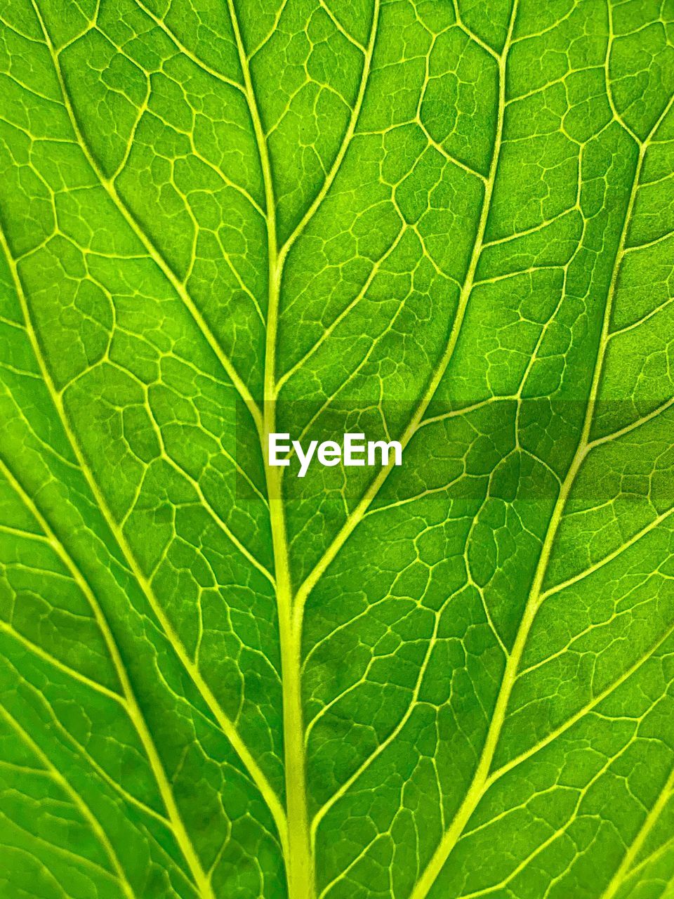 leaf, plant part, green, leaf vein, close-up, plant, backgrounds, nature, no people, full frame, tree, pattern, beauty in nature, growth, freshness, outdoors, flower, plant stem, textured, macro, day, botany, environment, fragility, produce