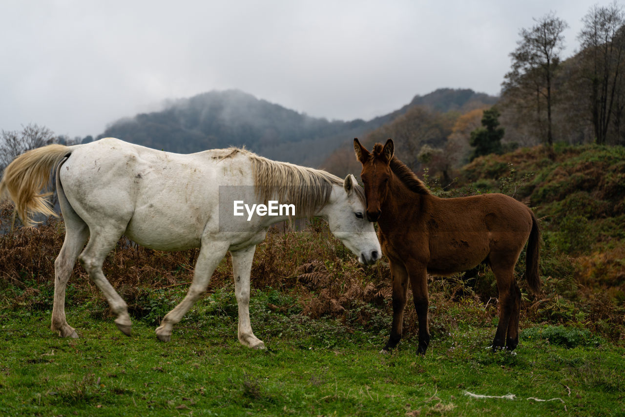 Horses standing in a field
