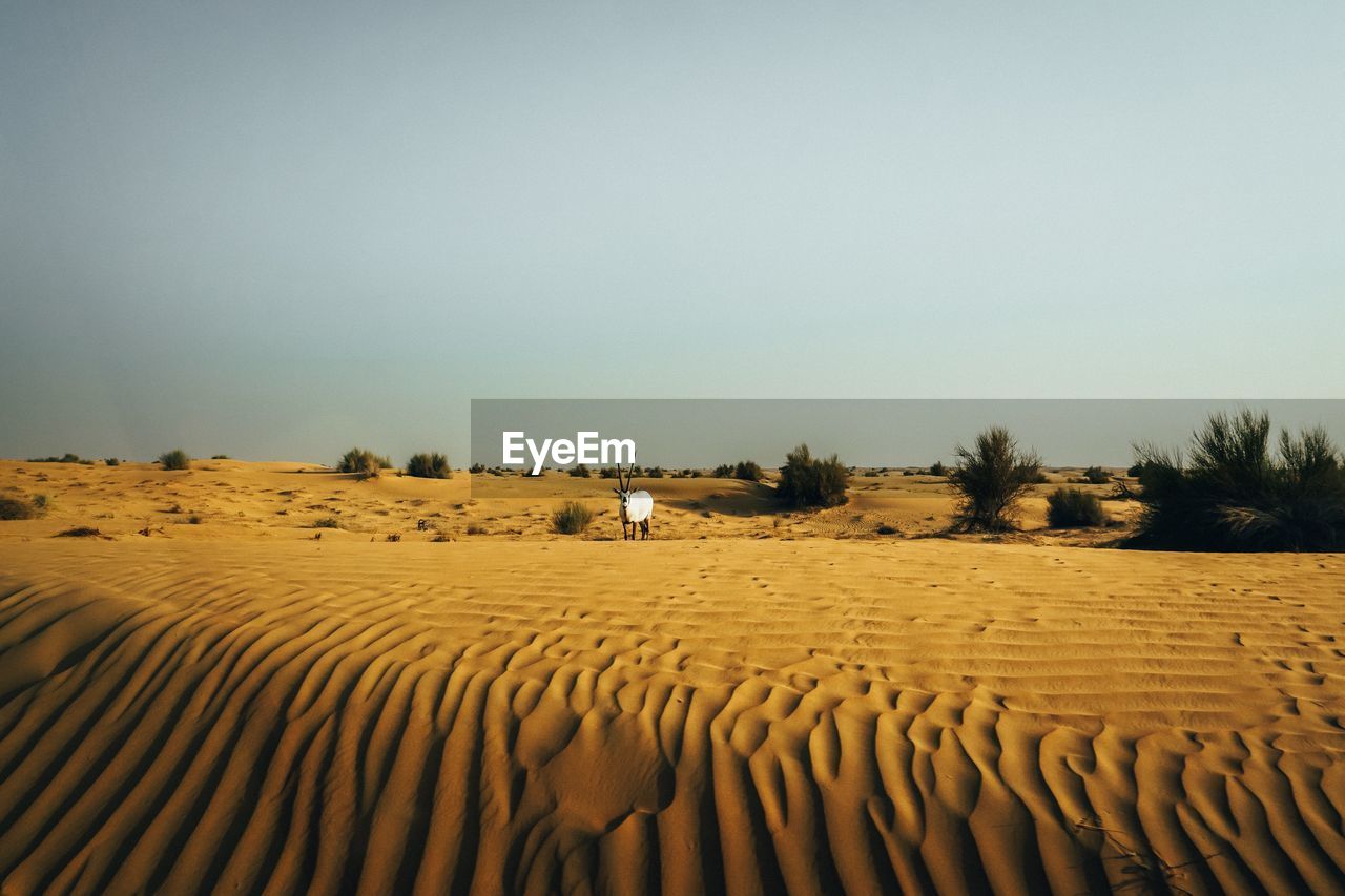 Scenic view of desert against clear sky