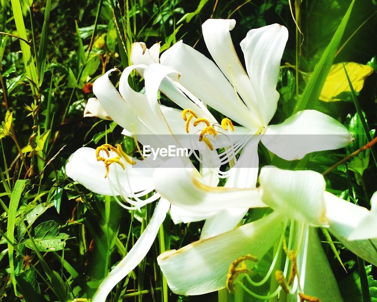 plant, flower, flowering plant, growth, lily, beauty in nature, freshness, white, petal, fragility, close-up, nature, flower head, inflorescence, yellow, green, no people, pollen, day, leaf, plant part, springtime, outdoors, botany, blossom, stamen, grass