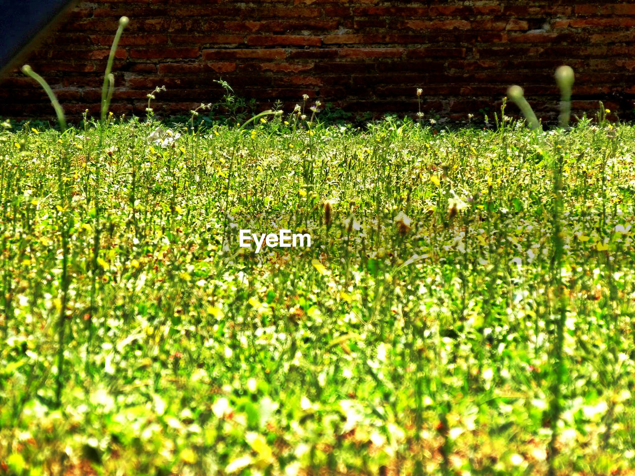 PLANTS GROWING ON FIELD