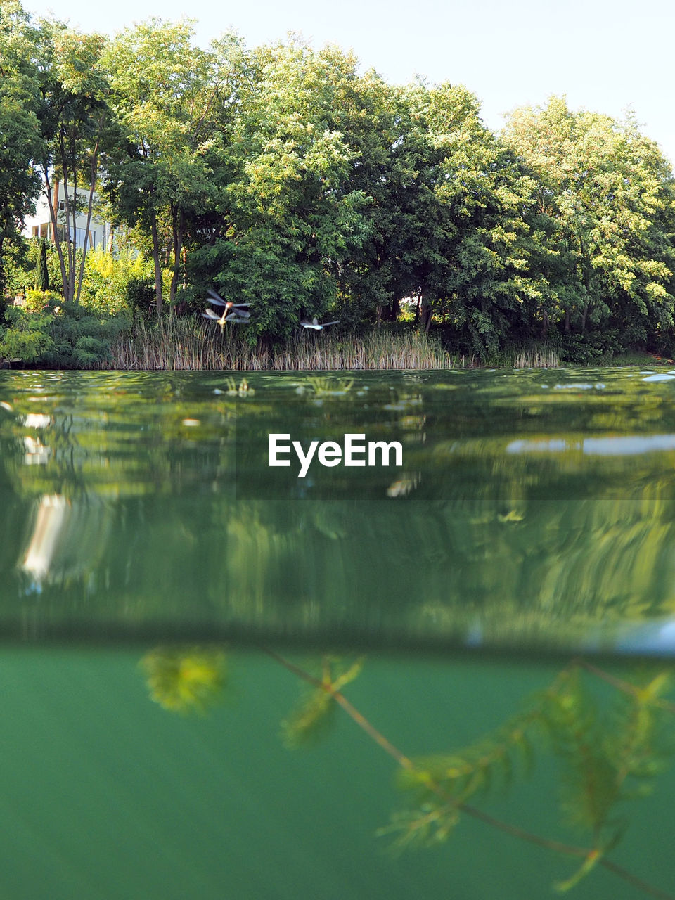 REFLECTION OF TREES ON WATER