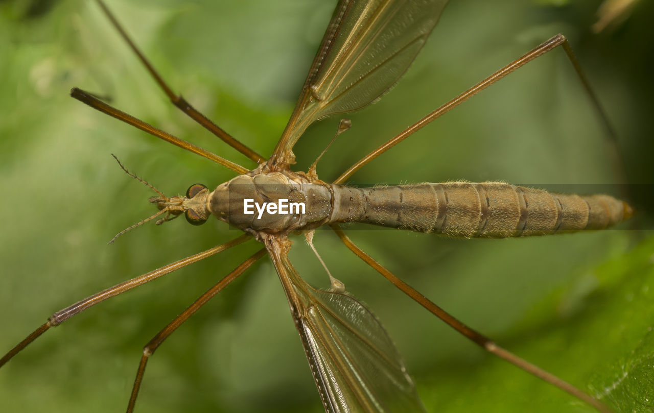 CLOSE-UP OF GRASSHOPPER ON PLANT