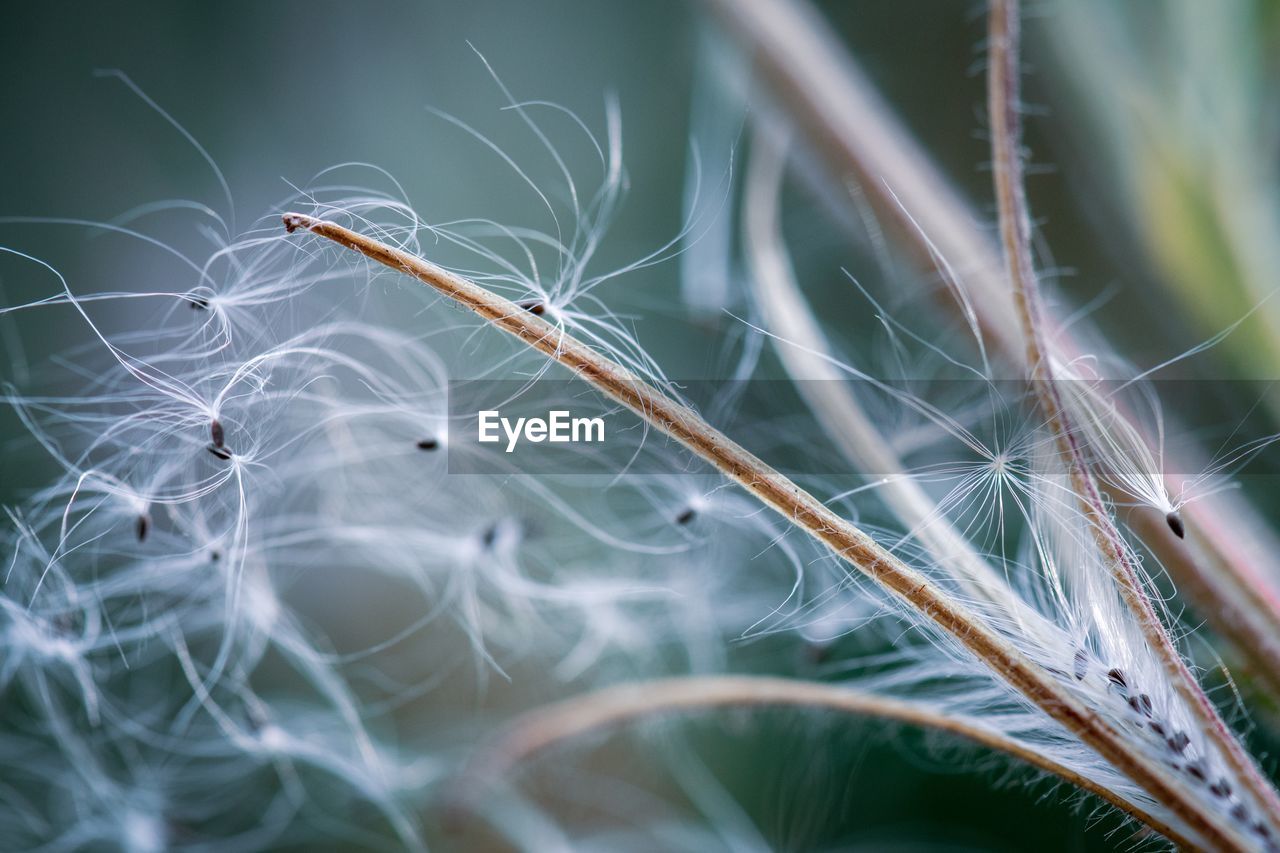 Close-up of fluffy seeds