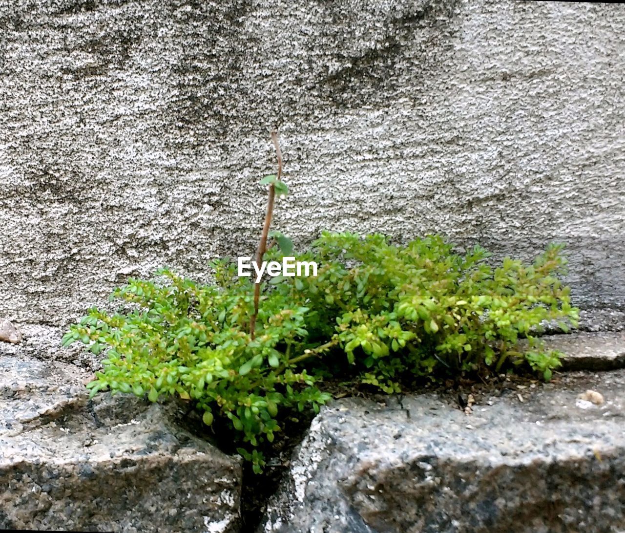 CLOSE-UP OF PLANT GROWING ON ROCK