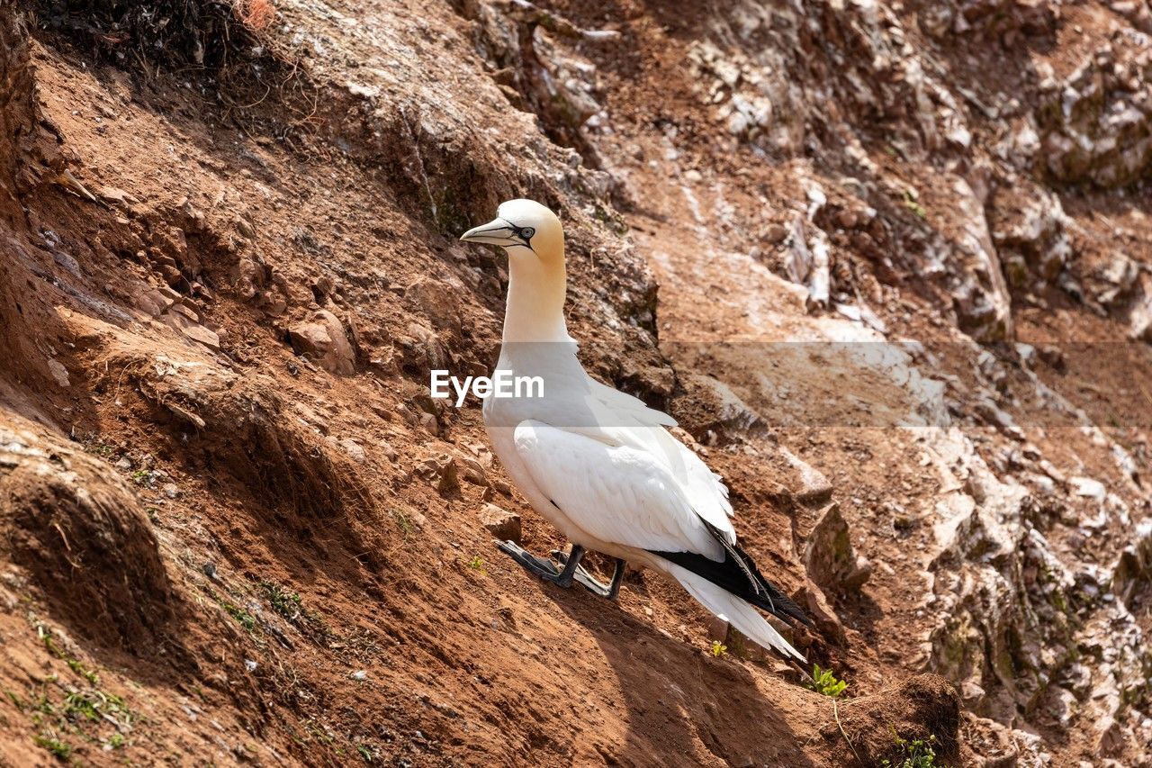 Gannet perching on a rock of helgoland