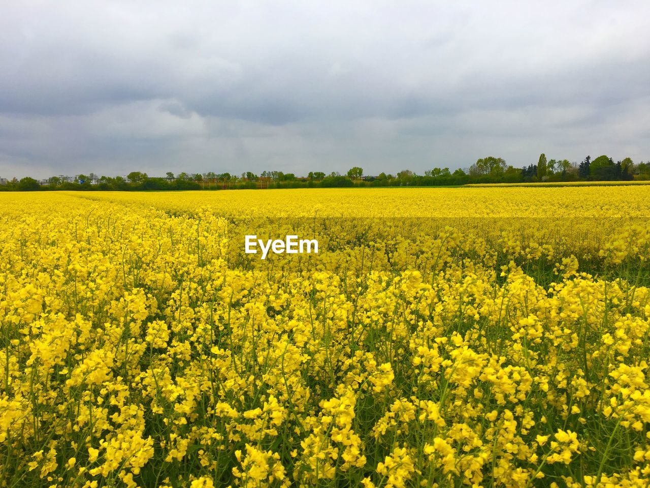 Scenic view of field against cloudy sky