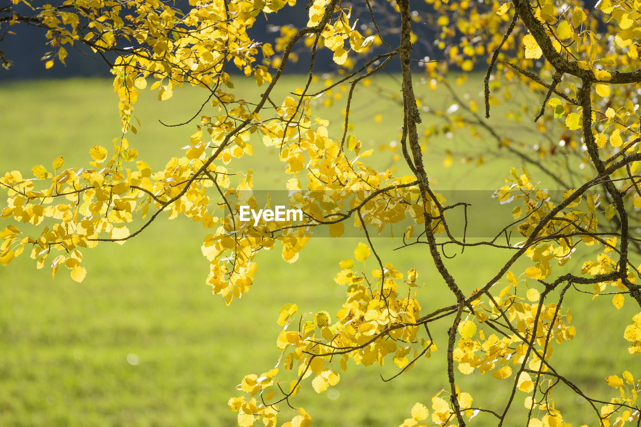 CLOSE-UP OF YELLOW FLOWER TREE