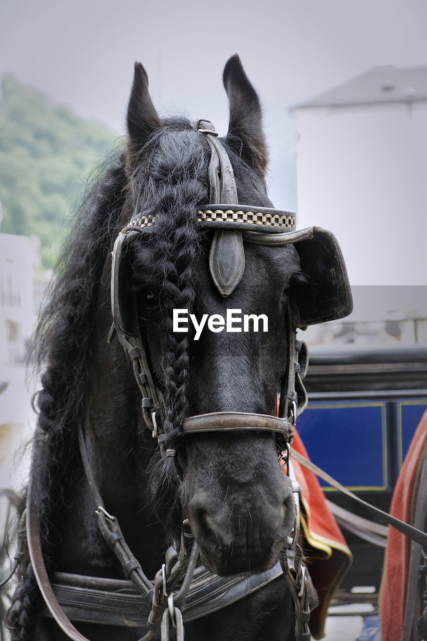 CLOSE-UP OF HORSE TIED ON MOTORCYCLE