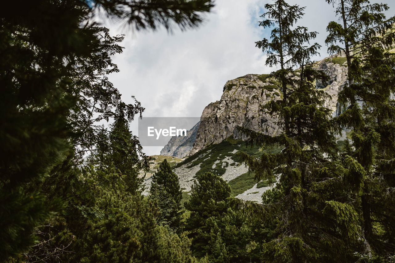 LOW ANGLE VIEW OF TREES GROWING ON ROCKS AGAINST SKY