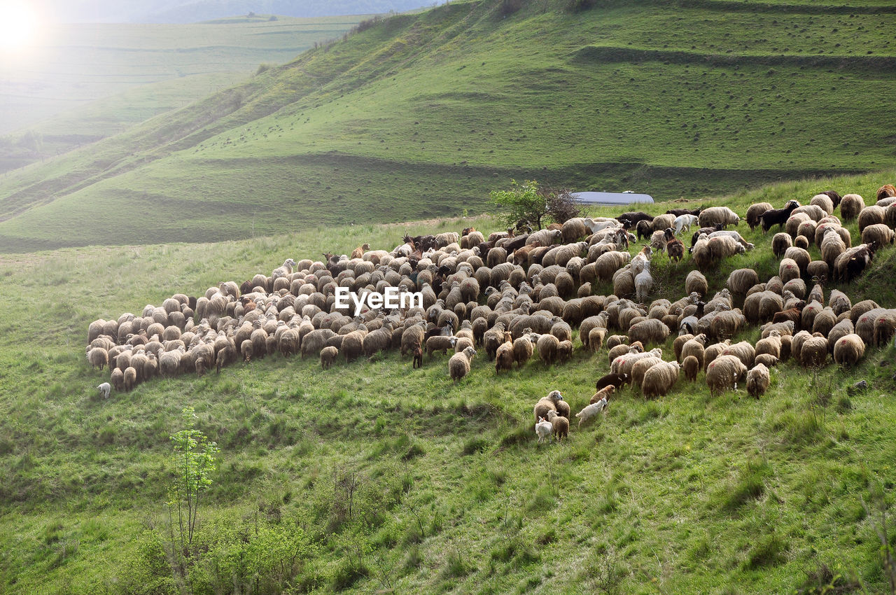 Herd of sheep on a hill