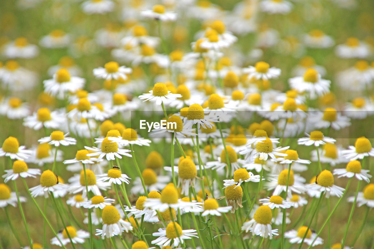 Close-up of white flowers growing on field