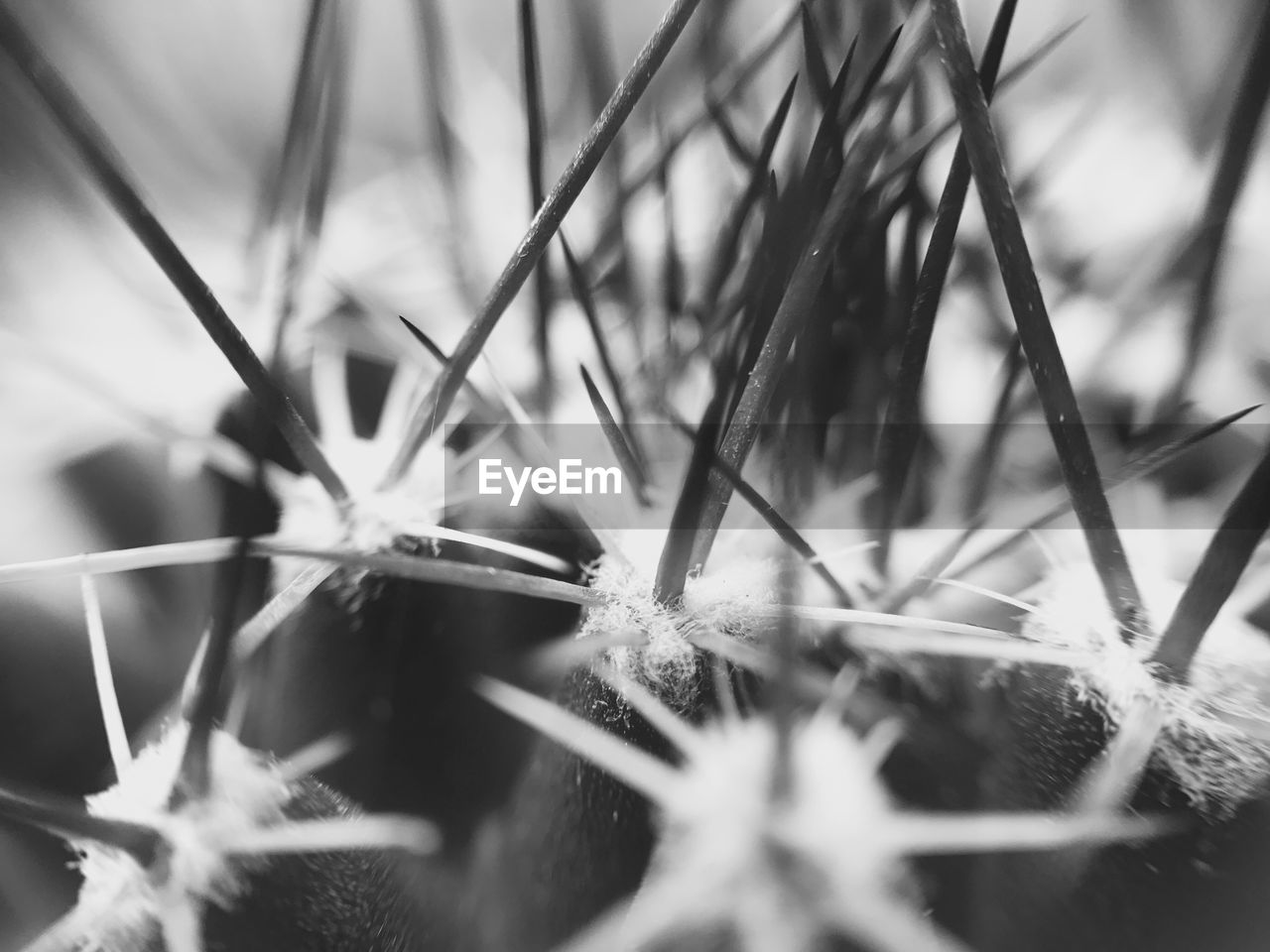 CLOSE-UP OF GRASS ON GROUND