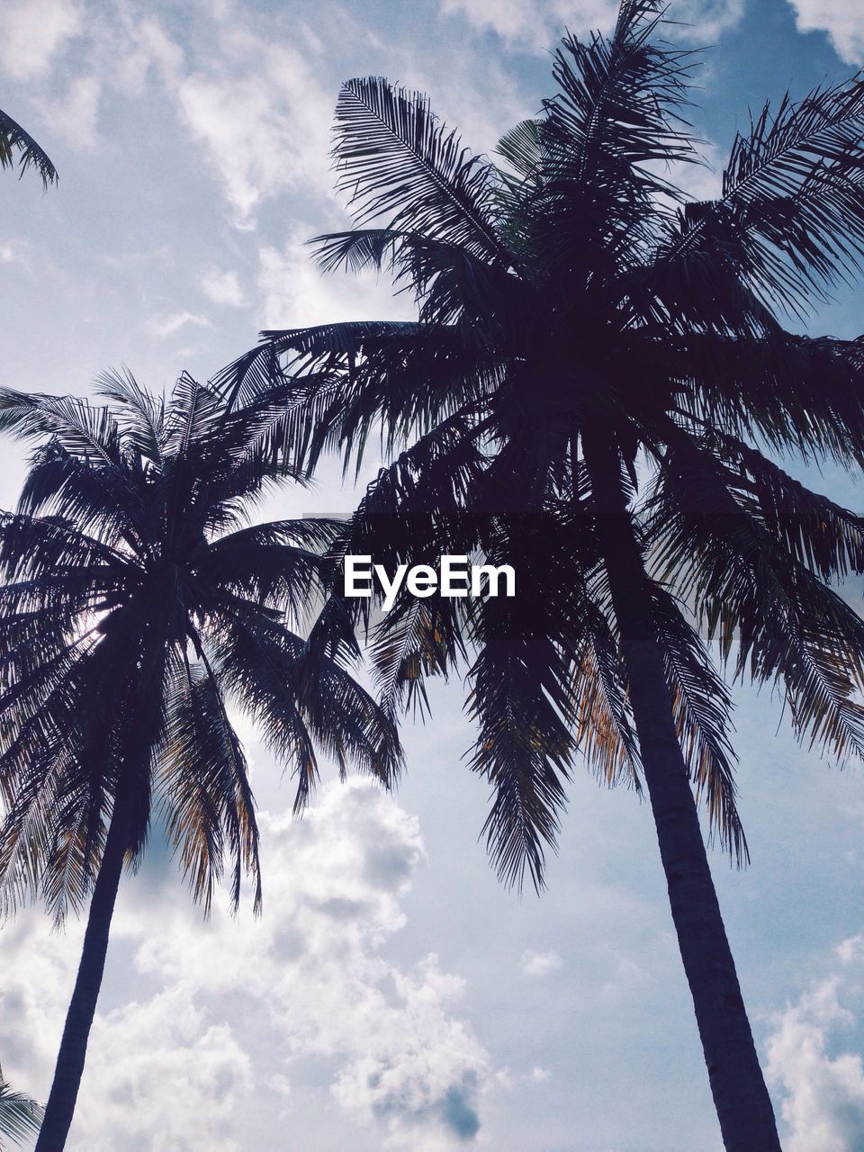 LOW ANGLE VIEW OF PALM TREES AGAINST SKY