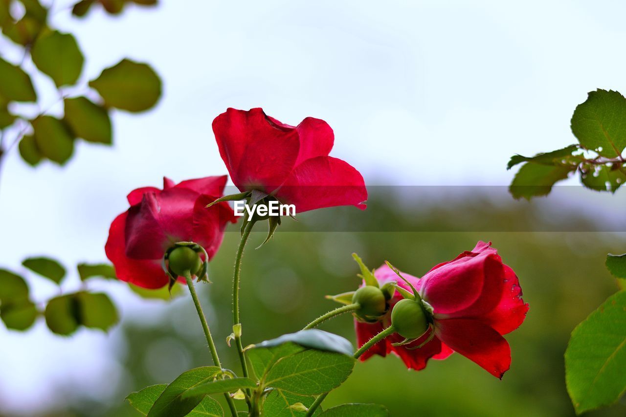 CLOSE-UP OF RED ROSE AGAINST PLANTS