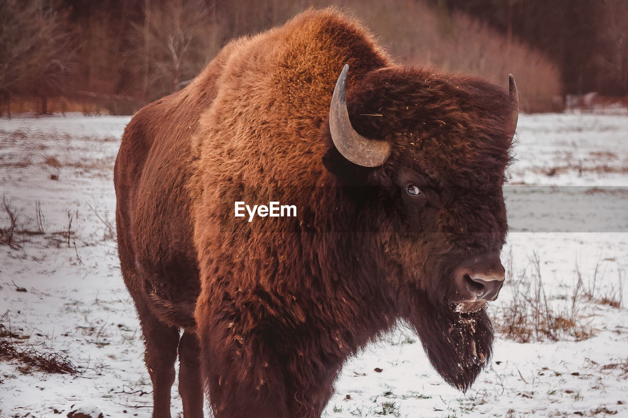 bison, animal, animal themes, mammal, animal wildlife, american bison, snow, cold temperature, winter, horned, wildlife, cattle, domestic animals, nature, livestock, muskox, one animal, brown, no people, land, animal hair, environment, close-up, bull, standing, music, outdoors, strength, landscape, musical instrument, beauty in nature