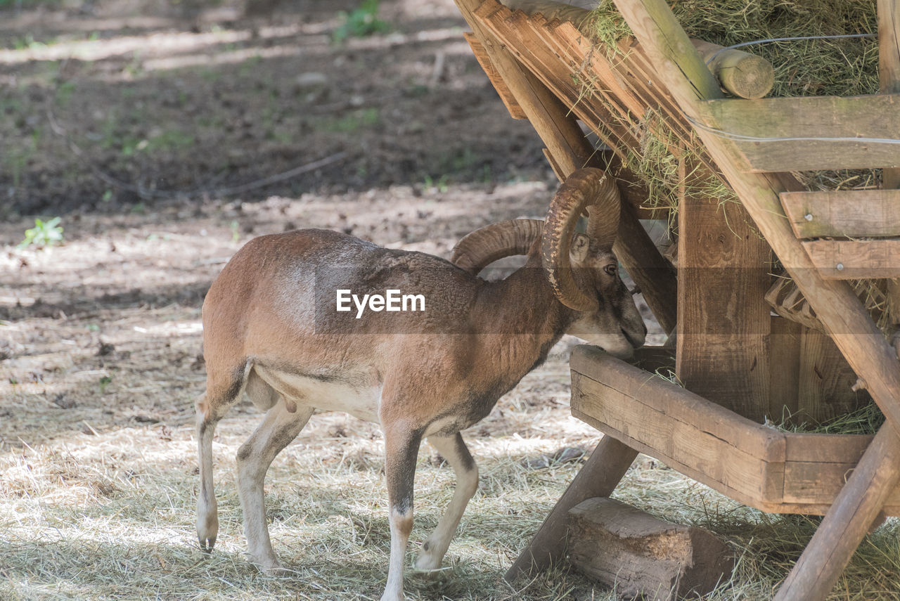 DEER STANDING ON WOOD