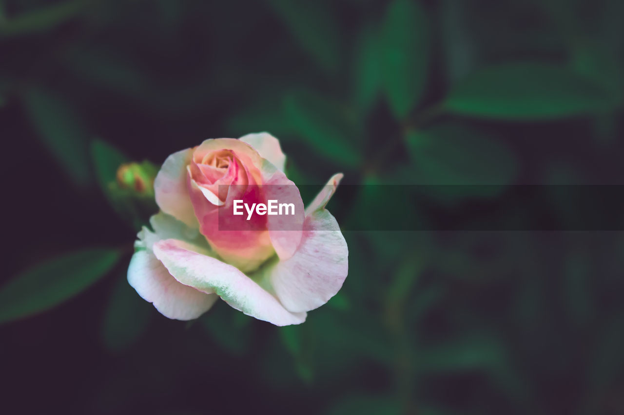 close-up of snail on flower