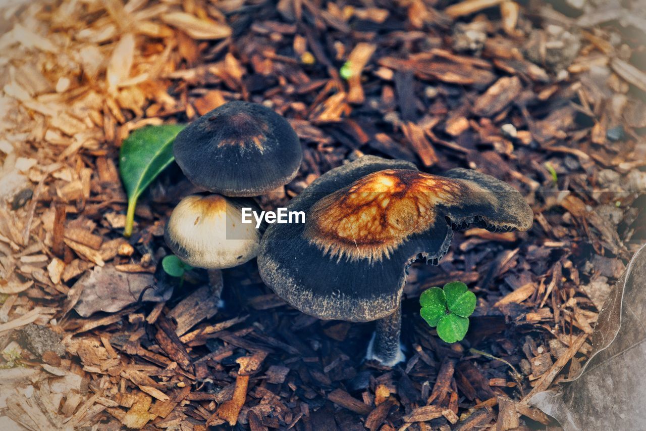 HIGH ANGLE VIEW OF MUSHROOMS GROWING ON LAND