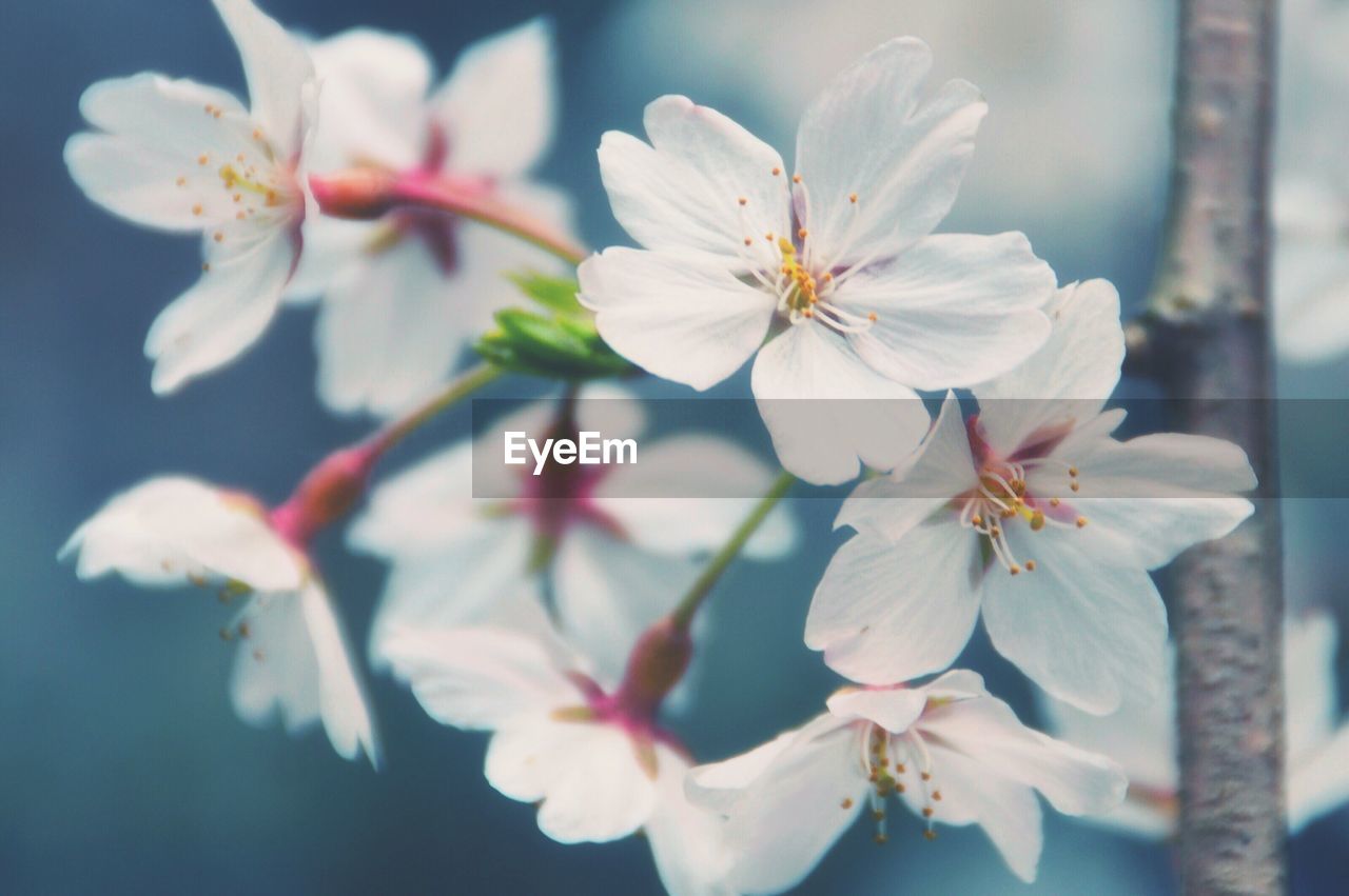 Close-up of cherry blossoms outdoors