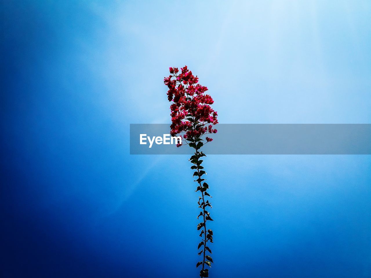 LOW ANGLE VIEW OF RED BERRIES ON BLUE SKY