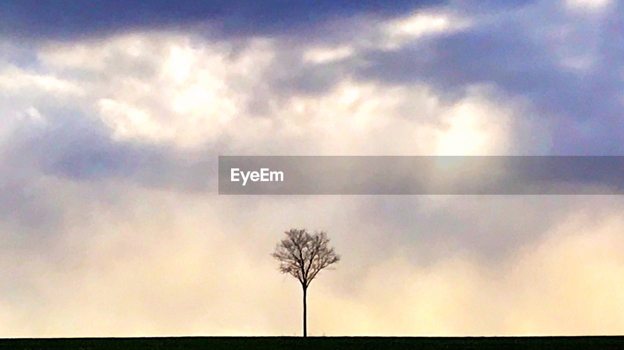 LOW ANGLE VIEW OF TREES AGAINST CLOUDY SKY