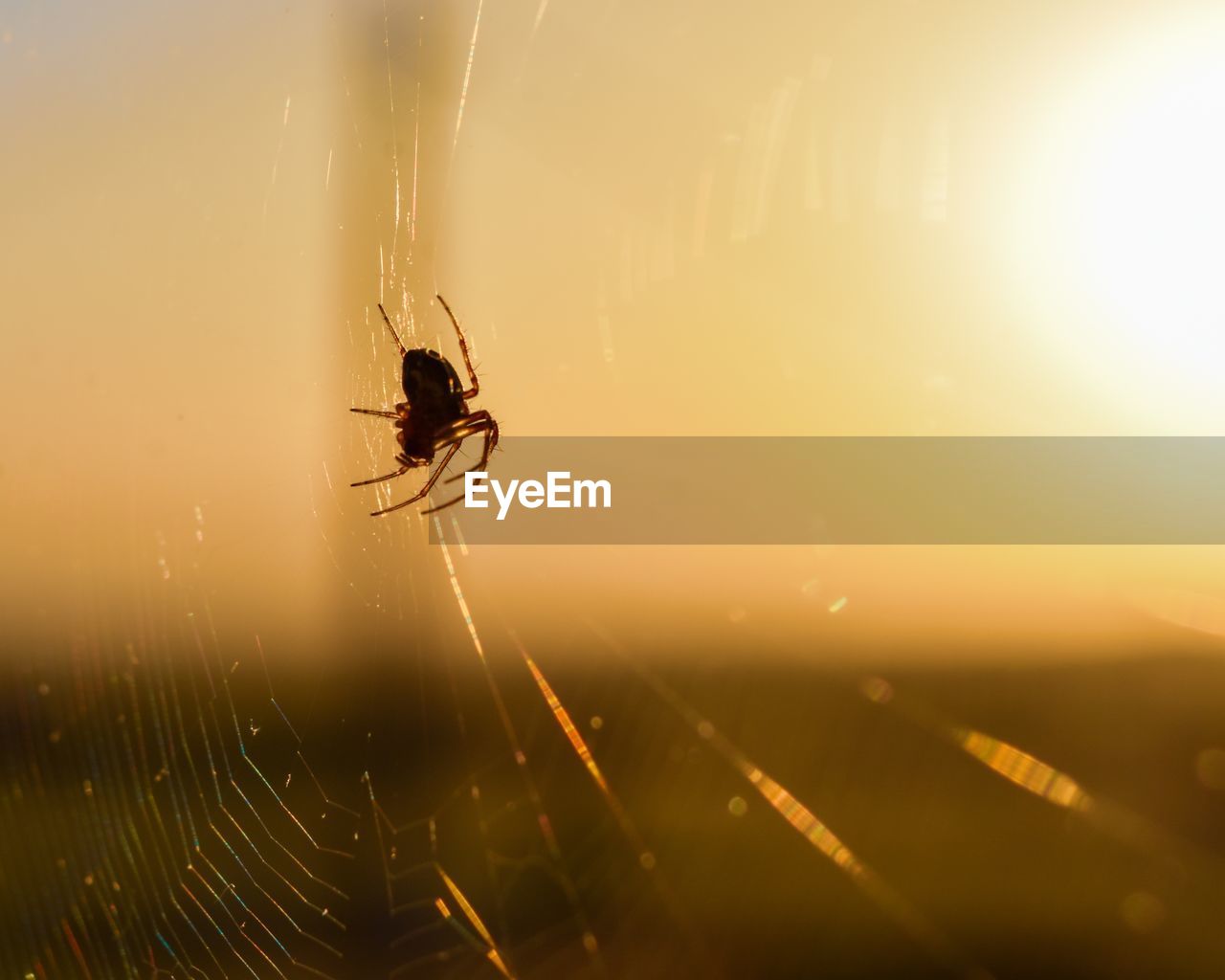 Close-up of spider on web