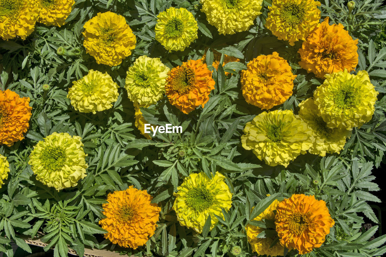 Beautiful and decorative tagetes flowers on the flower market. flowers are waiting for customers.