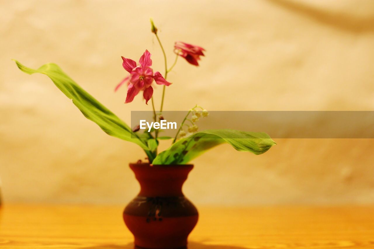 CLOSE-UP OF RED PLANT OUTDOORS