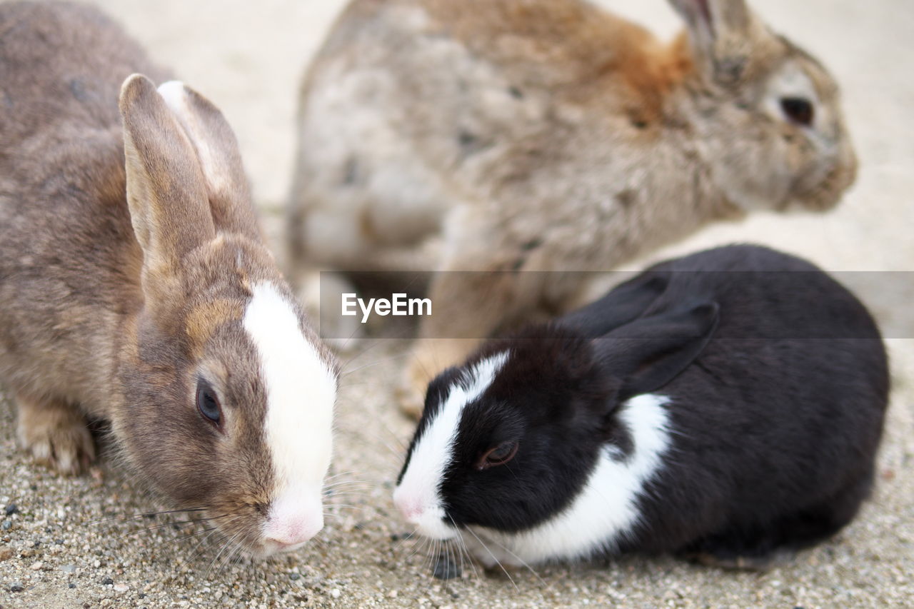 Close-up of rabbits on ground