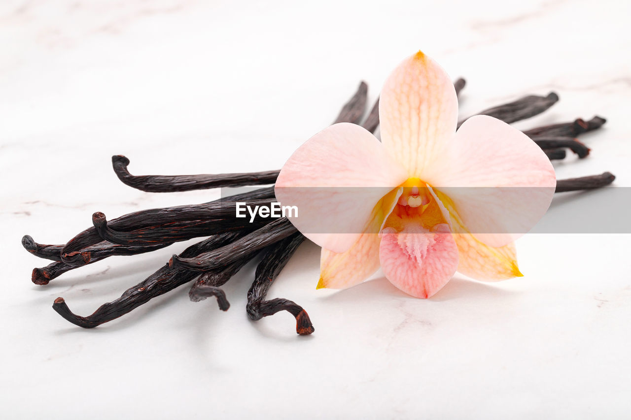 high angle view of red flower