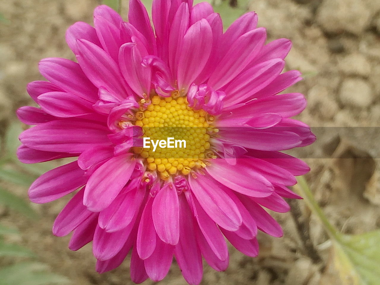 CLOSE-UP OF YELLOW FLOWERS BLOOMING OUTDOORS