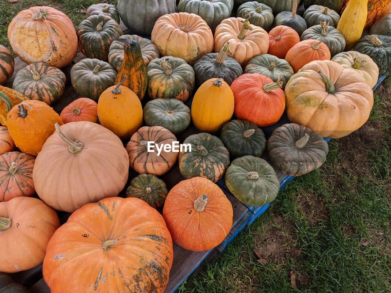 An array of different colored pumpkins and gourds on display at a local roadside stand.