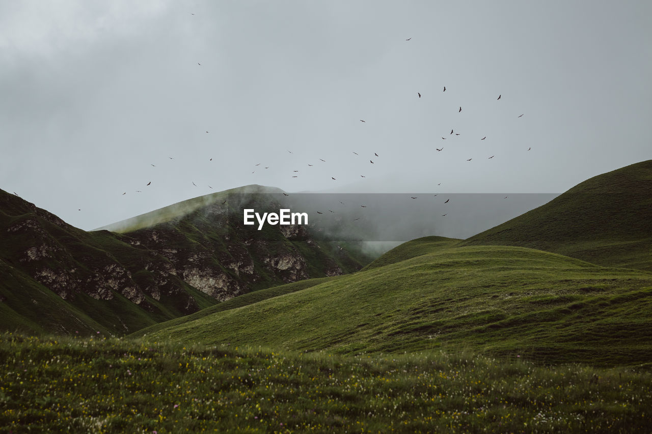 A group of vultures fly in the mountains. flock of birds flying in the sky