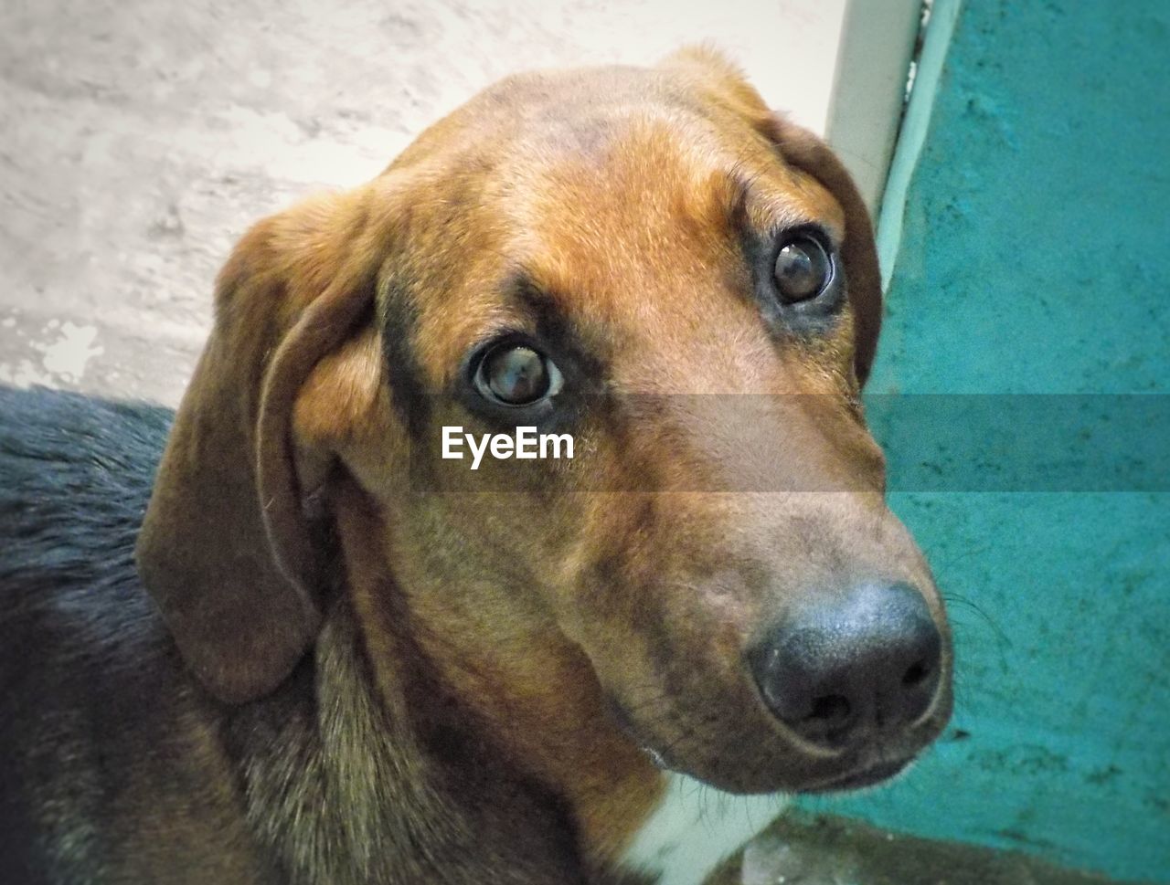 CLOSE-UP OF DOG