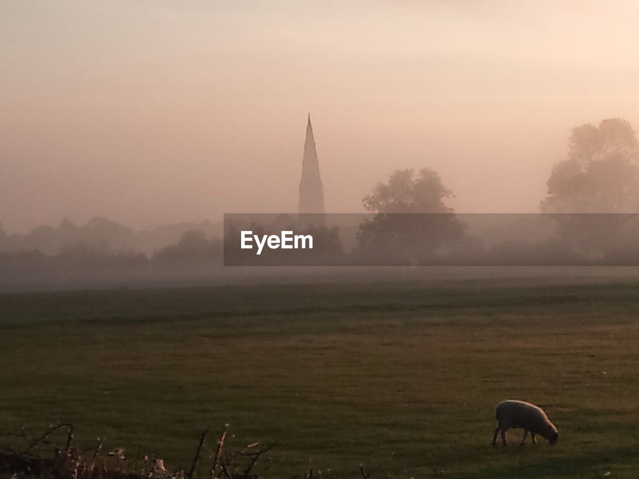 VIEW OF HORSES ON FIELD