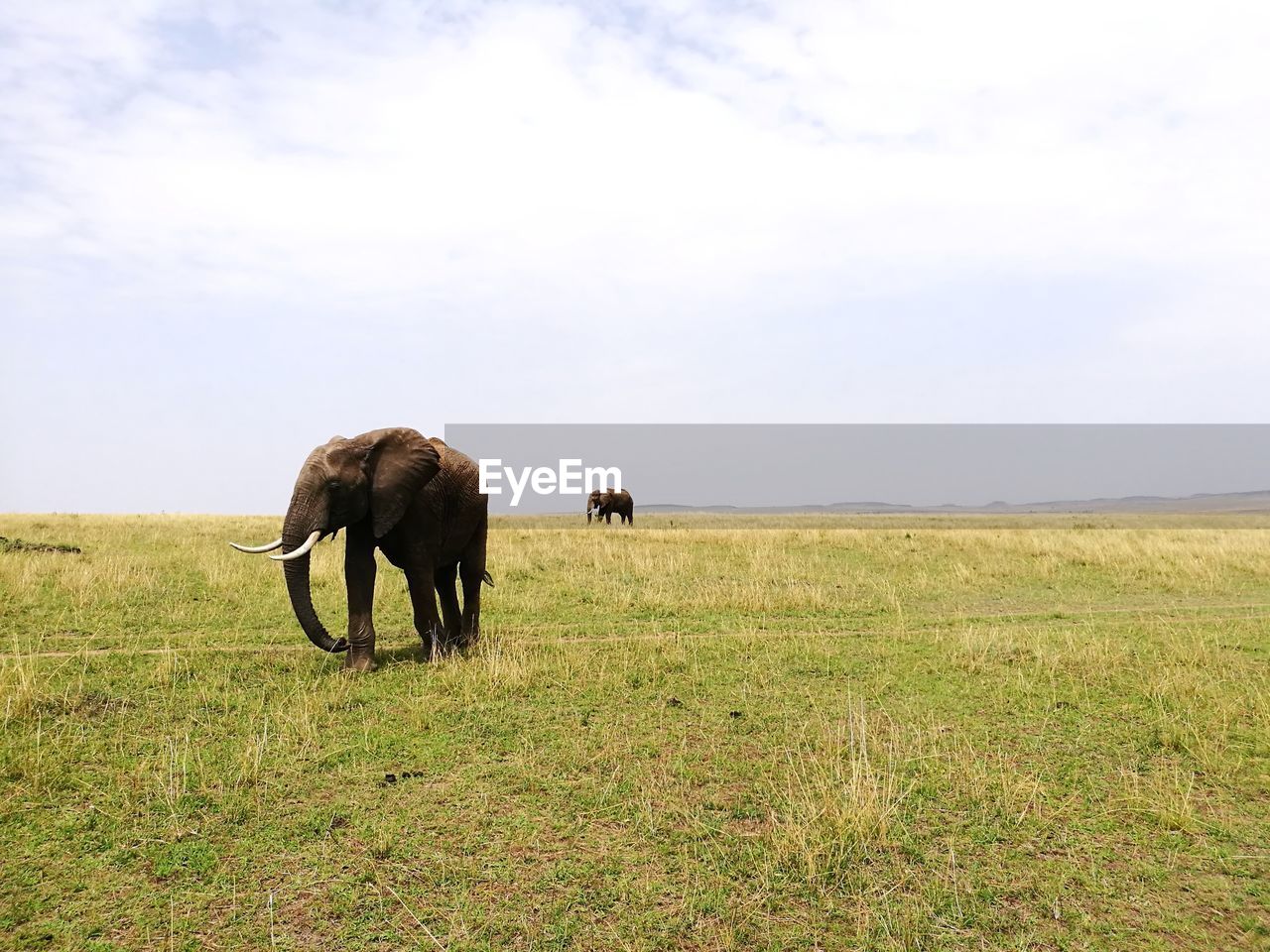 Elephant grazing in a field
