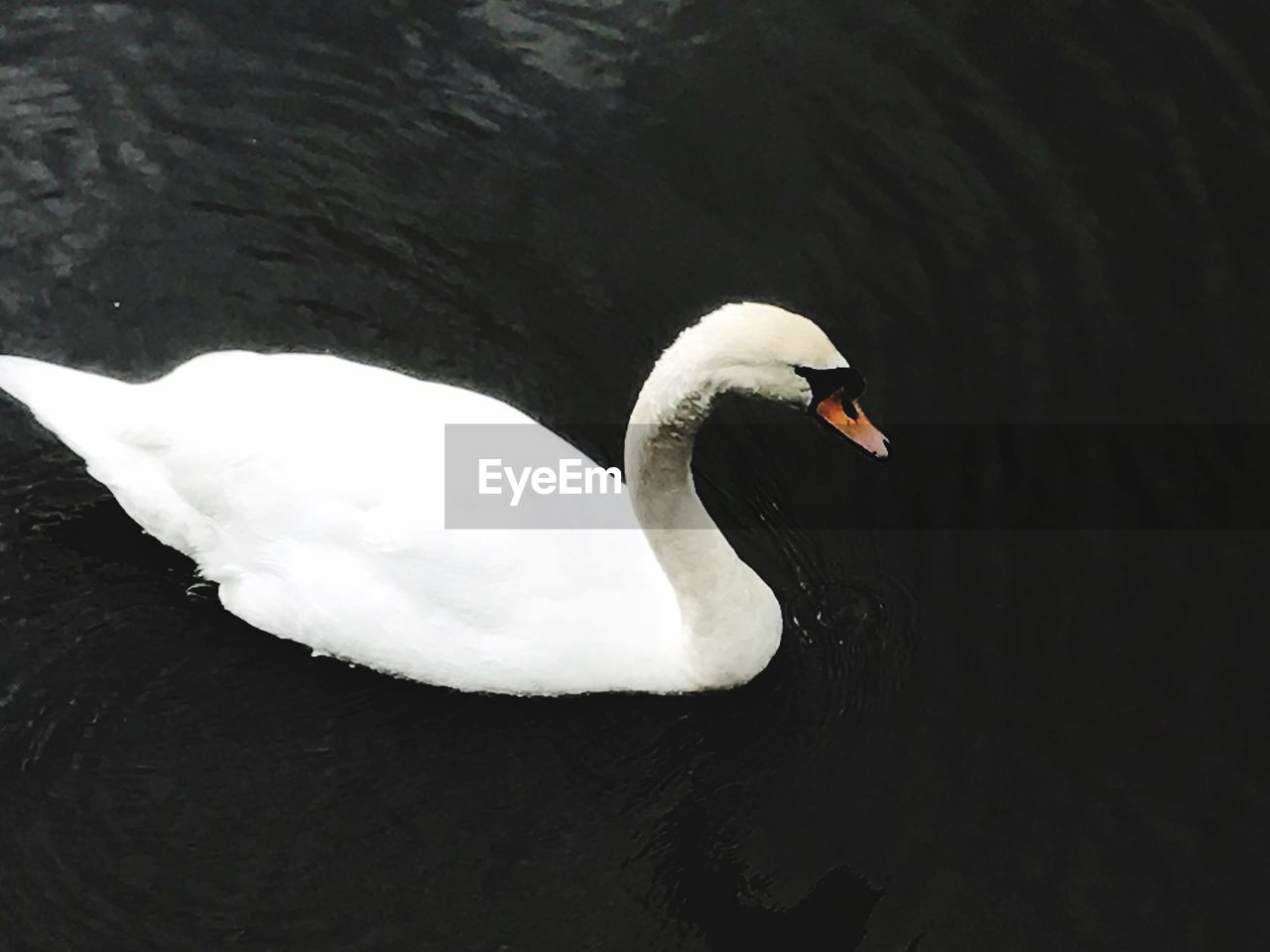 SWAN FLOATING ON WATER