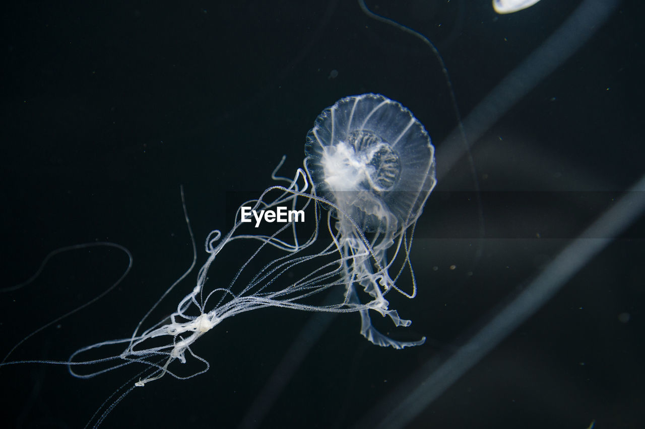 Jellyfish swimming in aquarium berlin