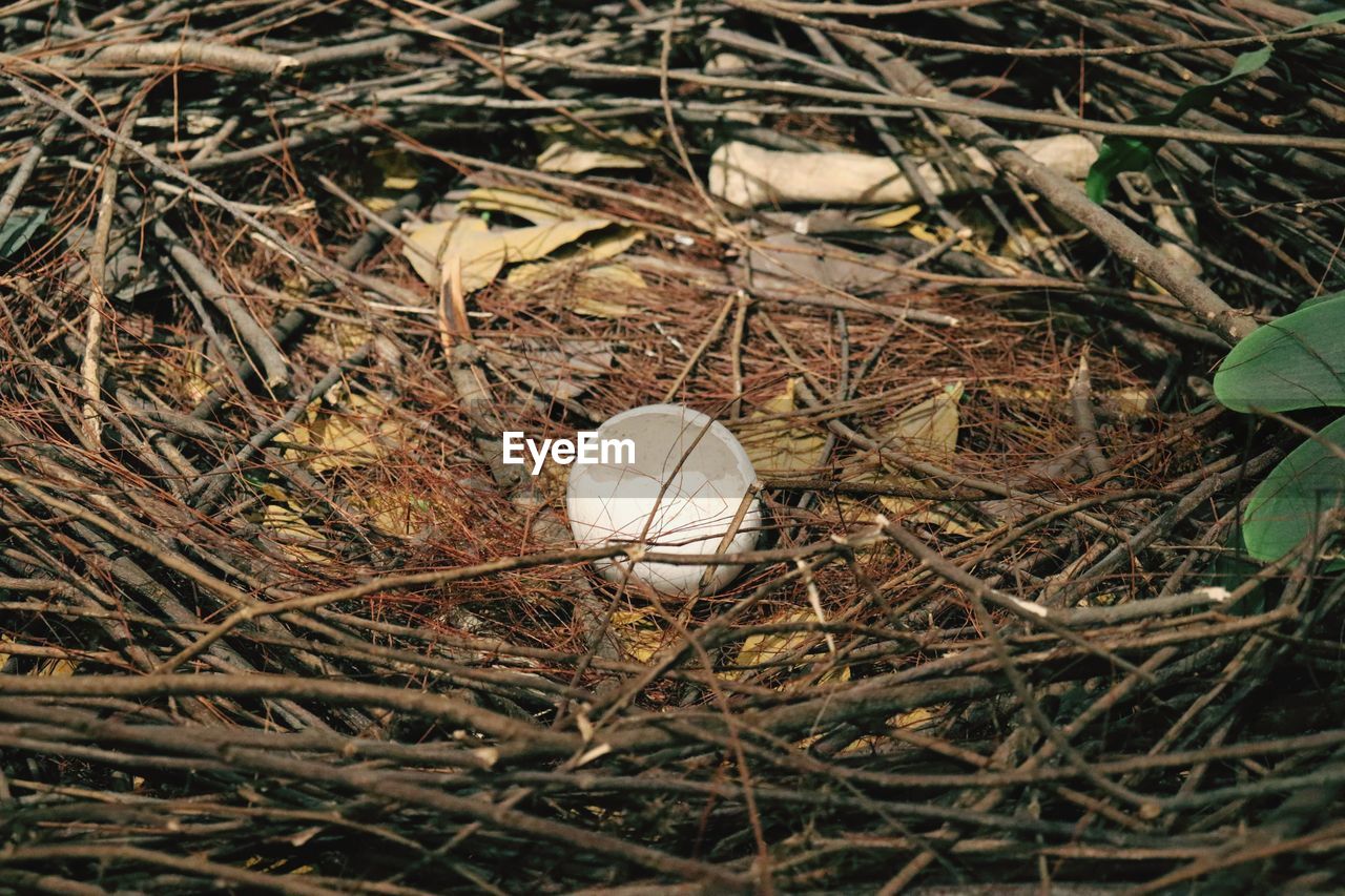 HIGH ANGLE VIEW OF NEST ON FIELD