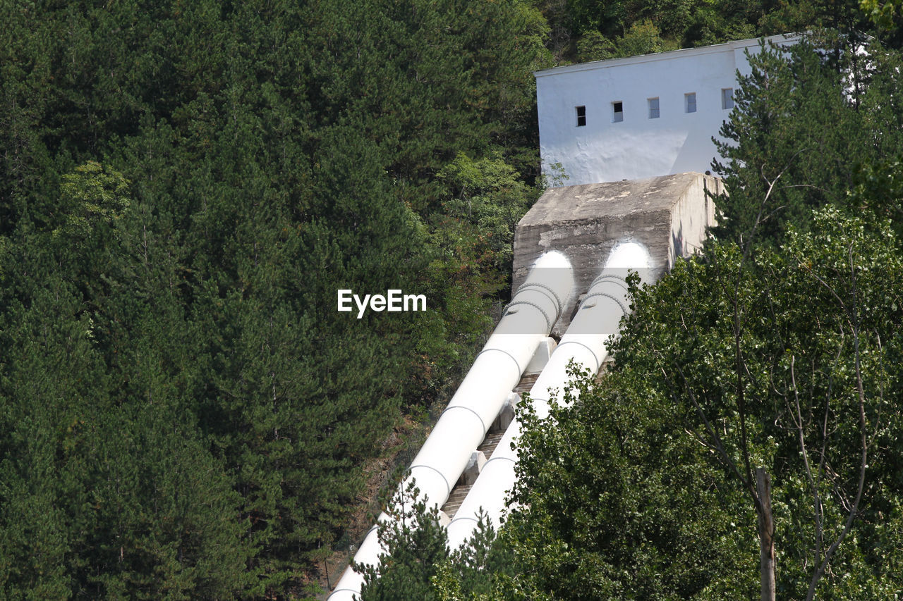 HIGH ANGLE VIEW OF TREES AND PLANTS GROWING IN FOREST