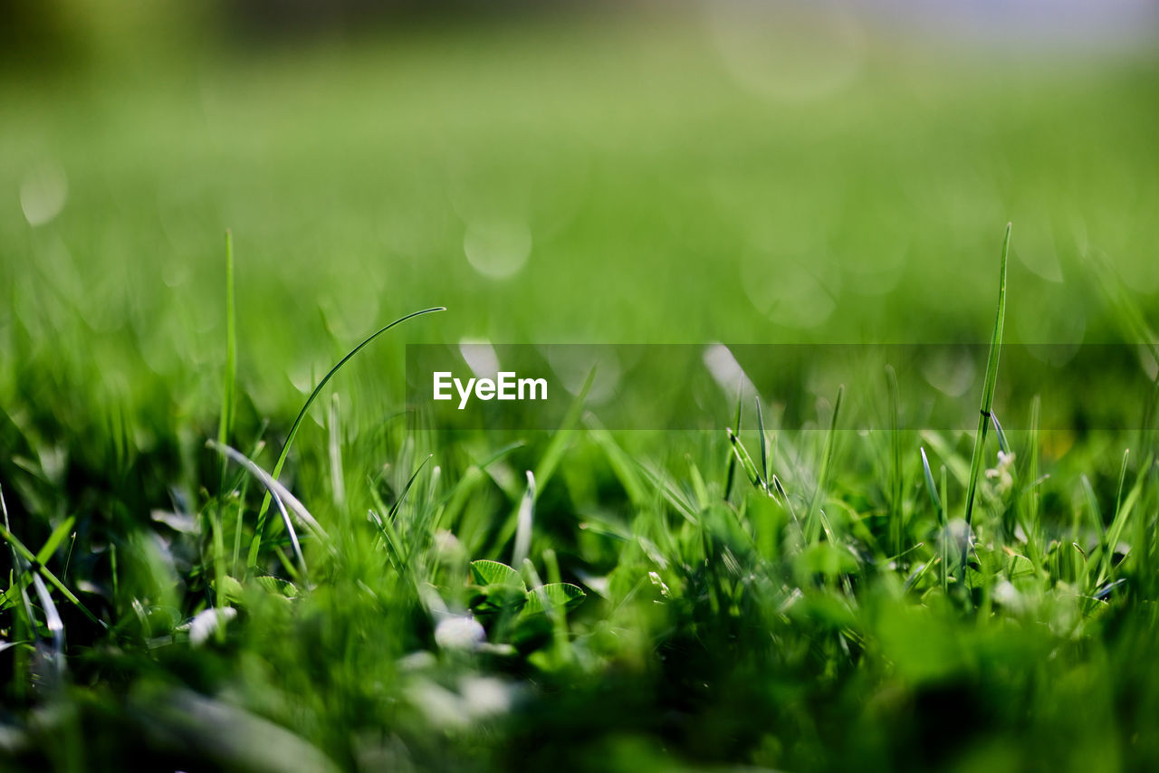 green, plant, lawn, grass, nature, selective focus, leaf, field, no people, macro photography, grassland, land, flower, beauty in nature, growth, sunlight, environment, meadow, close-up, outdoors, springtime, freshness, summer, backgrounds, landscape, plain, day, moisture, sports