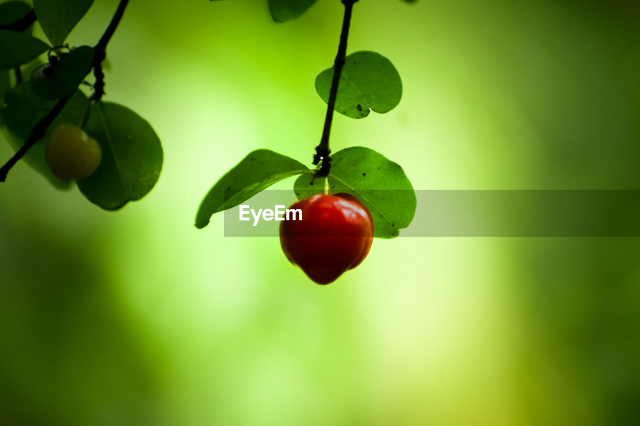 green, fruit, healthy eating, food, food and drink, plant, freshness, branch, tree, produce, leaf, plant part, flower, nature, macro photography, wellbeing, red, growth, hanging, no people, close-up, ripe, outdoors, cherry, sunlight, focus on foreground, fruit tree, beauty in nature, day, twig, juicy, agriculture, yellow, organic