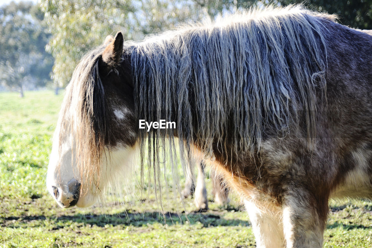 Side view of horse at field 