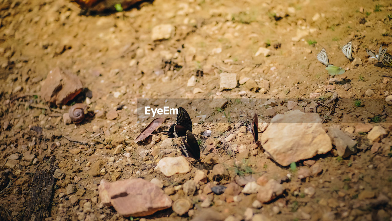 CLOSE-UP OF INSECT ON ROCK