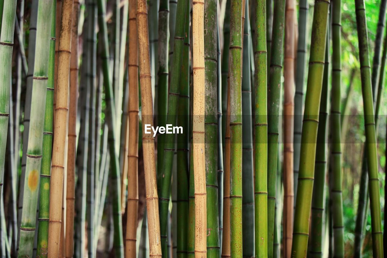 Bamboos growing in forest